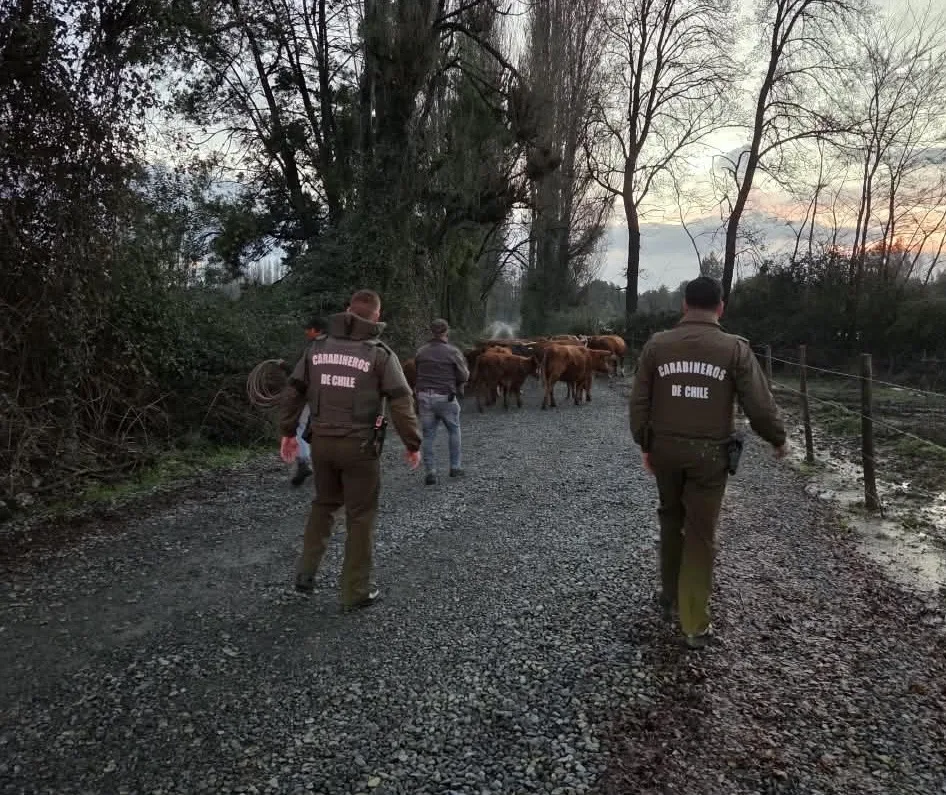 Carabineros Recupera Animales Sustraidos Desde Predio De Colbun Y Detiene A Un Sujeto Por Abigeato