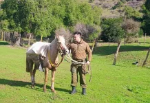 Carabineros Recupera Equino Que Recorrio Mas De Ocho Kilometros Sin Jinete Por Ruta De Villa Prat