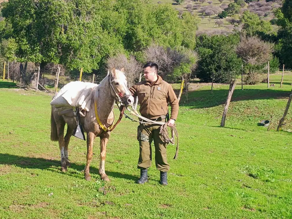 Carabineros Recupera Equino Que Recorrio Mas De Ocho Kilometros Sin Jinete Por Ruta De Villa Prat