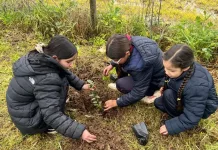 Curepto Impulsa Restauracion Ambiental Con Jornada De Reforestacion De Especies Nativas