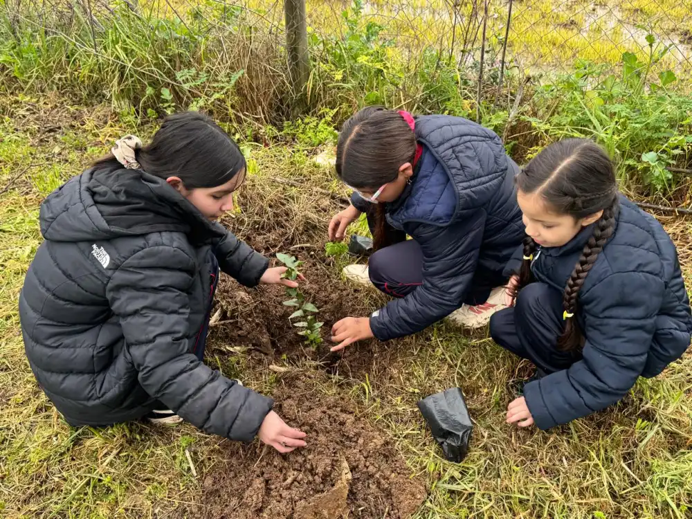 Curepto Impulsa Restauracion Ambiental Con Jornada De Reforestacion De Especies Nativas