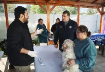Más de 30 perros y gatos recibieron atención veterinaria gratuita en Sarmiento Mas De 30 Perros Y Gatos Recibieron Atencion Veterinaria Gratuita En Sarmiento
