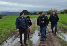 Más de mil pequeños agricultores registran afectaciones por sucesivos sistemas frontales en el Maule Mas De Mil Pequenos Agricultores Registran Afectaciones Por Sucesivos Sistemas Frontales En El Maule 1