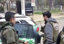 Os 9 Ohiggins Detiene A Presunto Autor De Robo Con Intimidacion Ocurrido En Graneros