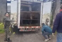 Tres Detenidos Tras Operativo Que Permitio Recuperar 14 Vacunos Y Un Camion Robado En Curico