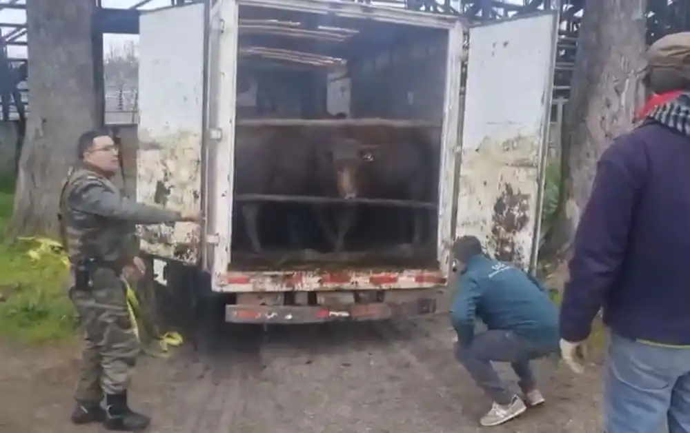Tres Detenidos Tras Operativo Que Permitio Recuperar 14 Vacunos Y Un Camion Robado En Curico