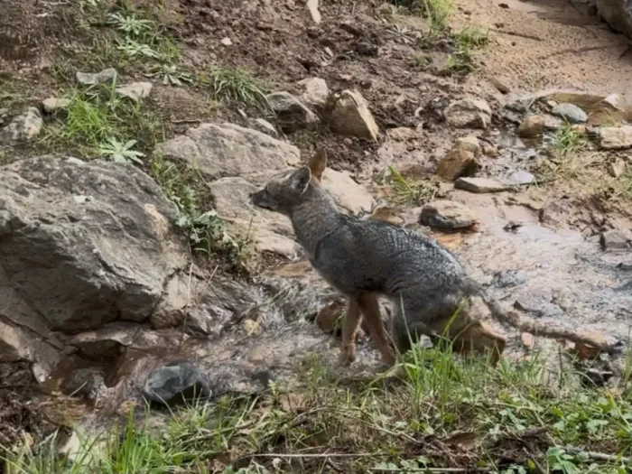 Zorro Chilla Vuelve A Su Habitat Natural En Las Cabras Tras Recuperarse De Sarna Canina 1 Zorro Chilla Vuelve A Su Habitat Natural En Las Cabras Tras Recuperarse De Sarna Canina 1
