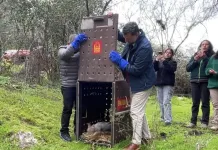 Zorro chilla vuelve a su hábitat natural en Las Cabras tras recuperarse de sarna canina Zorro Chilla Vuelve A Su Habitat Natural En Las Cabras Tras Recuperarse De Sarna Canina