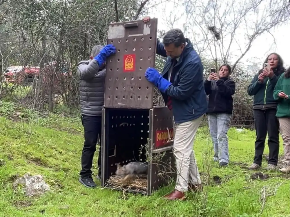 Zorro Chilla Vuelve A Su Habitat Natural En Las Cabras Tras Recuperarse De Sarna Canina