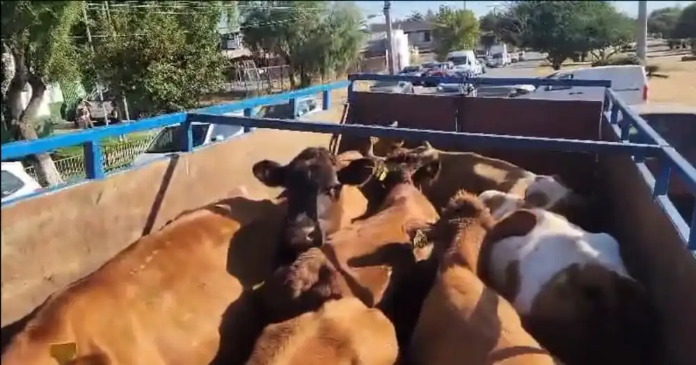 Carabineros Despliega Diligencias Tras Millonario Robo De Ganado Desde Feria Tattersall En Curico