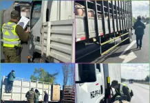 Carabineros refuerza controles preventivos en Curicó ante el inicio del Mes de la Patria Carabineros Refuerza Controles Preventivos En Curico Ante El Inicio Del Mes De La Patria