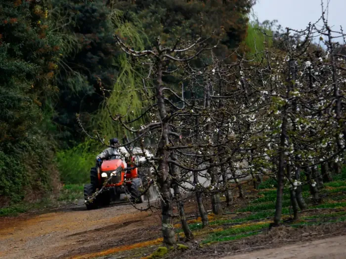 Prohiben Funcionamiento De Empresa Por Uso De Guano Humedo Asociado A Malos Olores En Curico 3